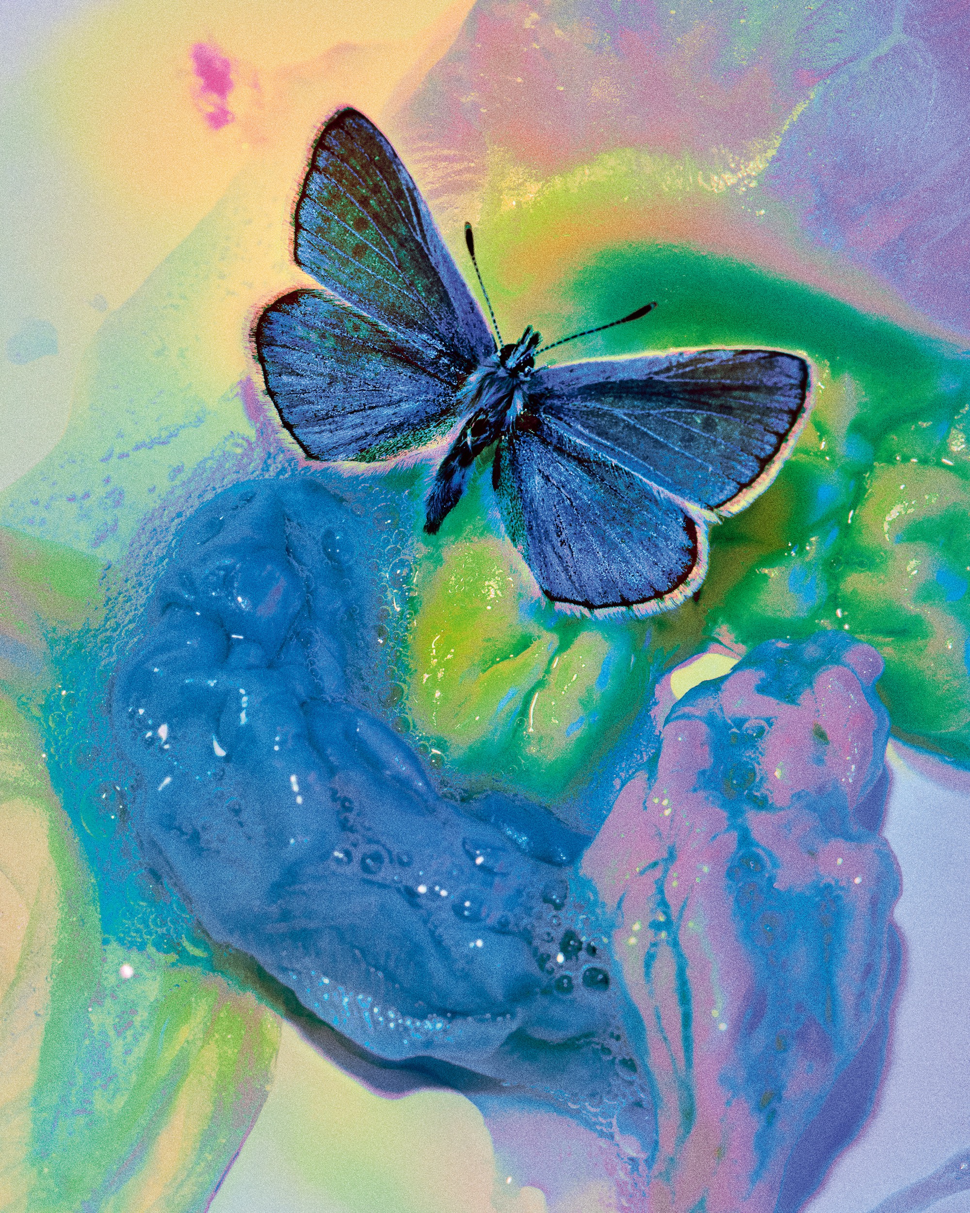 a saturated photo by Elizaveta Porodina of a butterfly