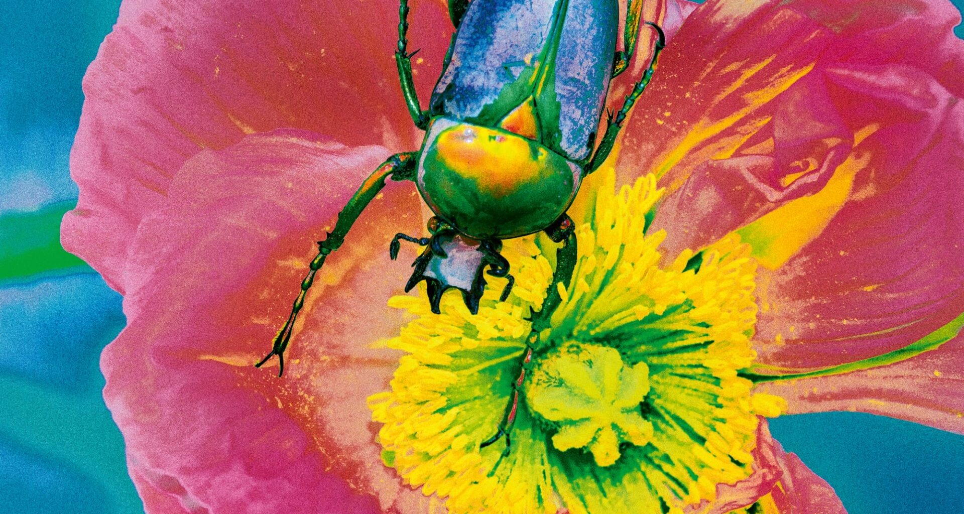 a saturated photo by Elizaveta Porodina of a beetle on a flower