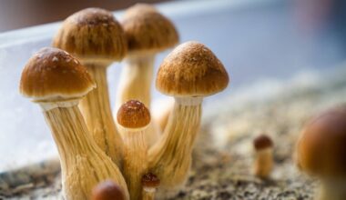 A single dose of psilocybin eased depression within days, but its edge over placebo faded within a year
