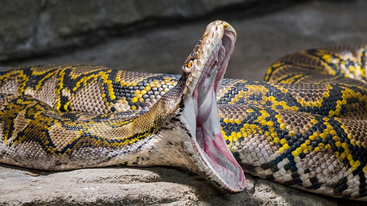 Reticulated python with mouth wide open.