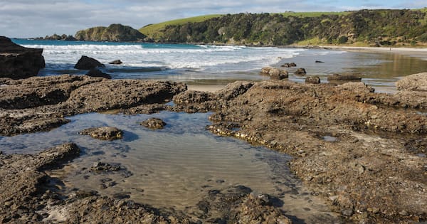 'Selfish few' blamed for Auckland, Coromandel rockpool crackdown