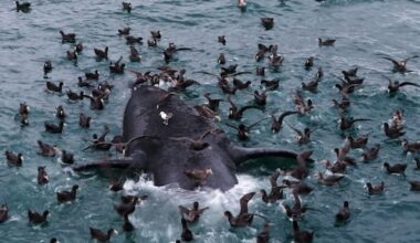 Baby whales wash up dead in Argentina, scientists search for answers