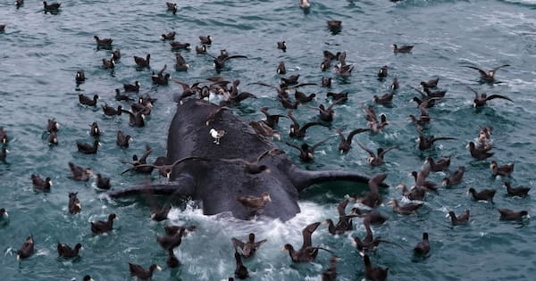 Baby whales wash up dead in Argentina, scientists search for answers