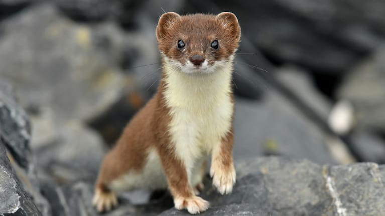 A stoat (file image).