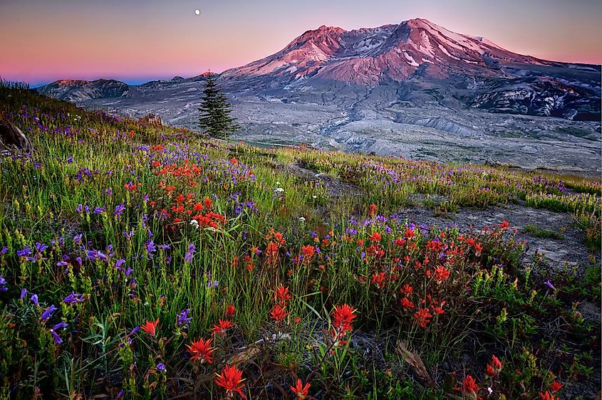 Wildflowers blooming on open ground below Mount St. Helens.