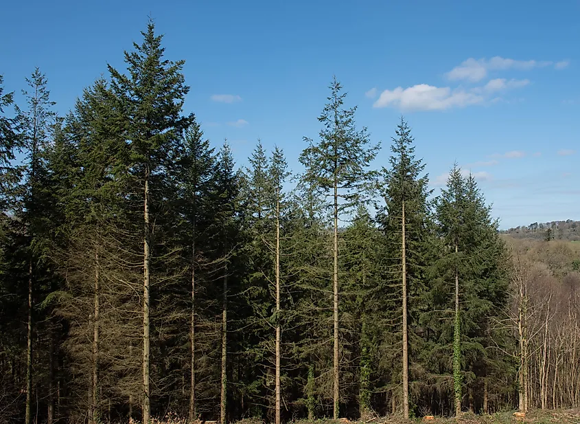 A stand of Douglas fir trees.