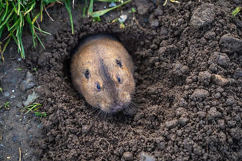A pocket gopher emerging from its burrow.