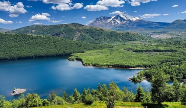 How The Forest Came Back After Mount St. Helens