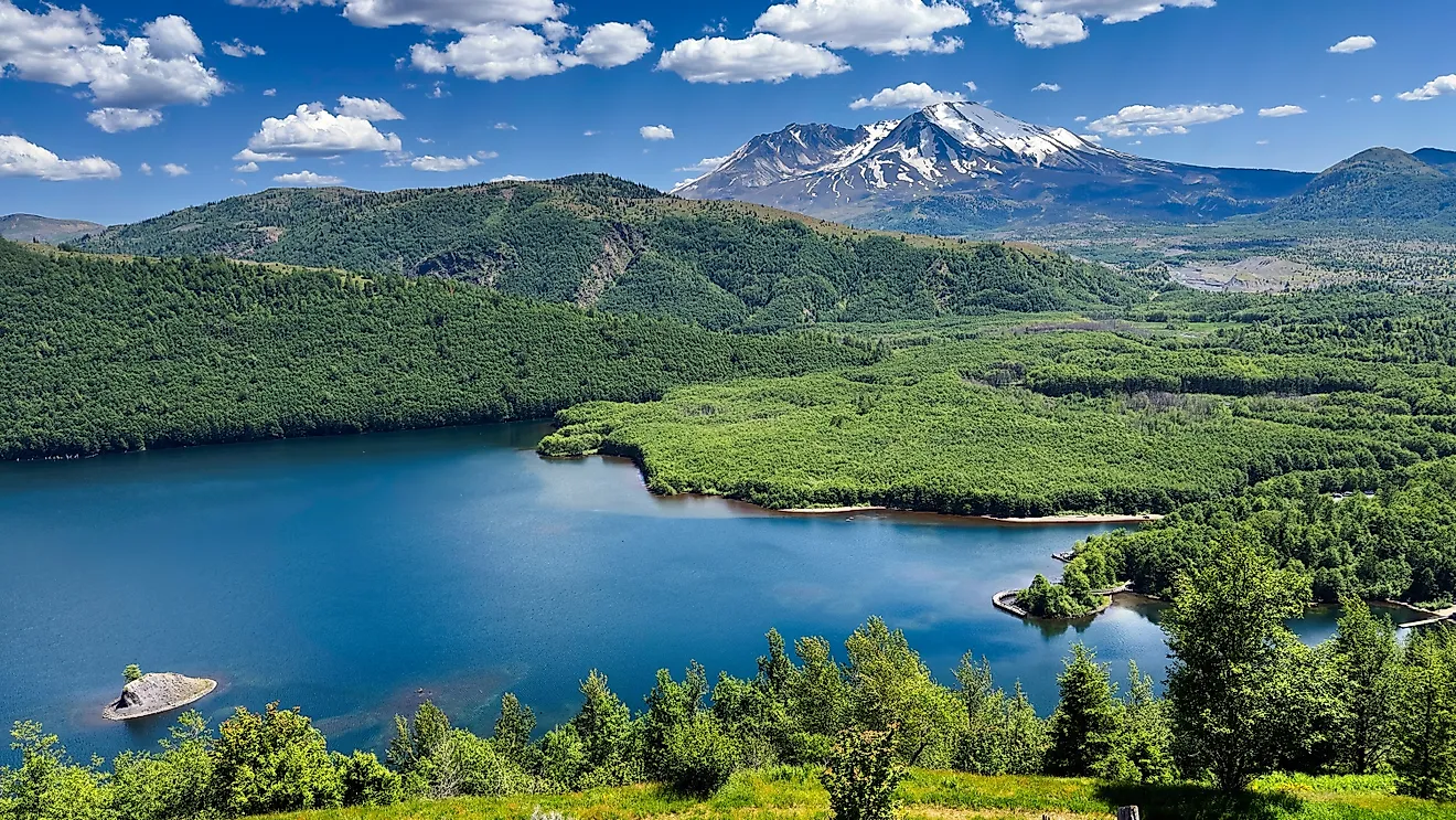 How The Forest Came Back After Mount St. Helens