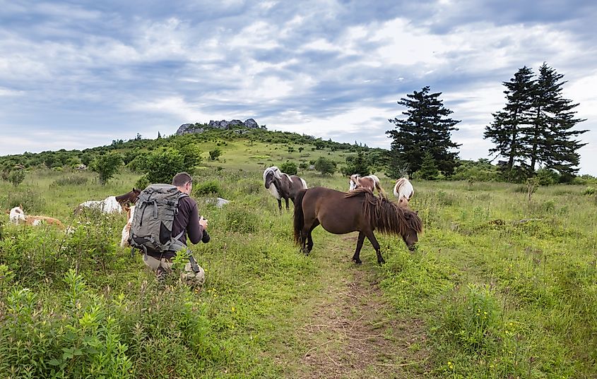 Wild ponies along the Appalachian Trail in Grayson Highlands State Park, Virginia.