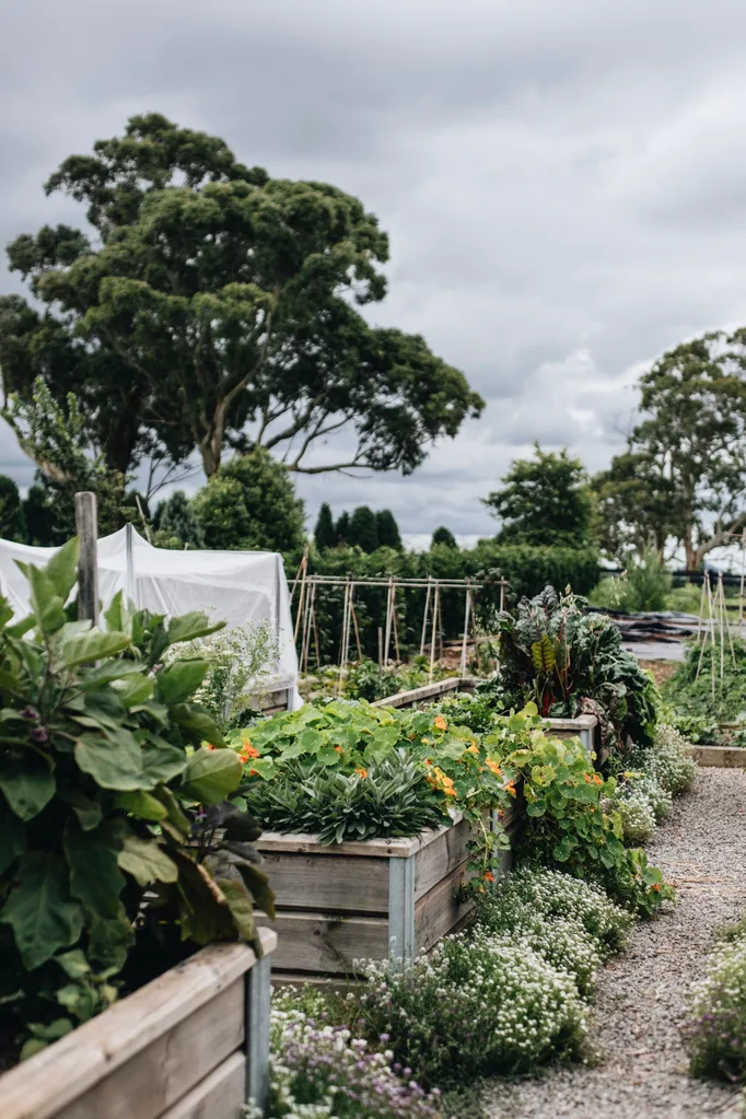 Flourishing raised garden beds at a Southern Highlands estate