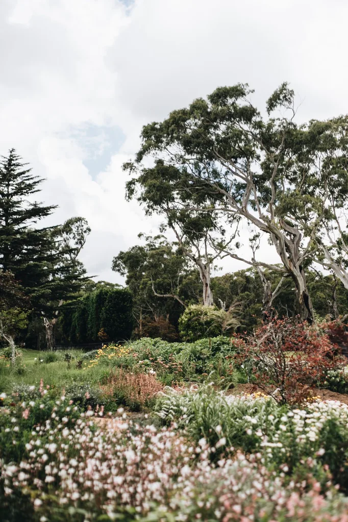 A colourful garden surrounded by gum trees
