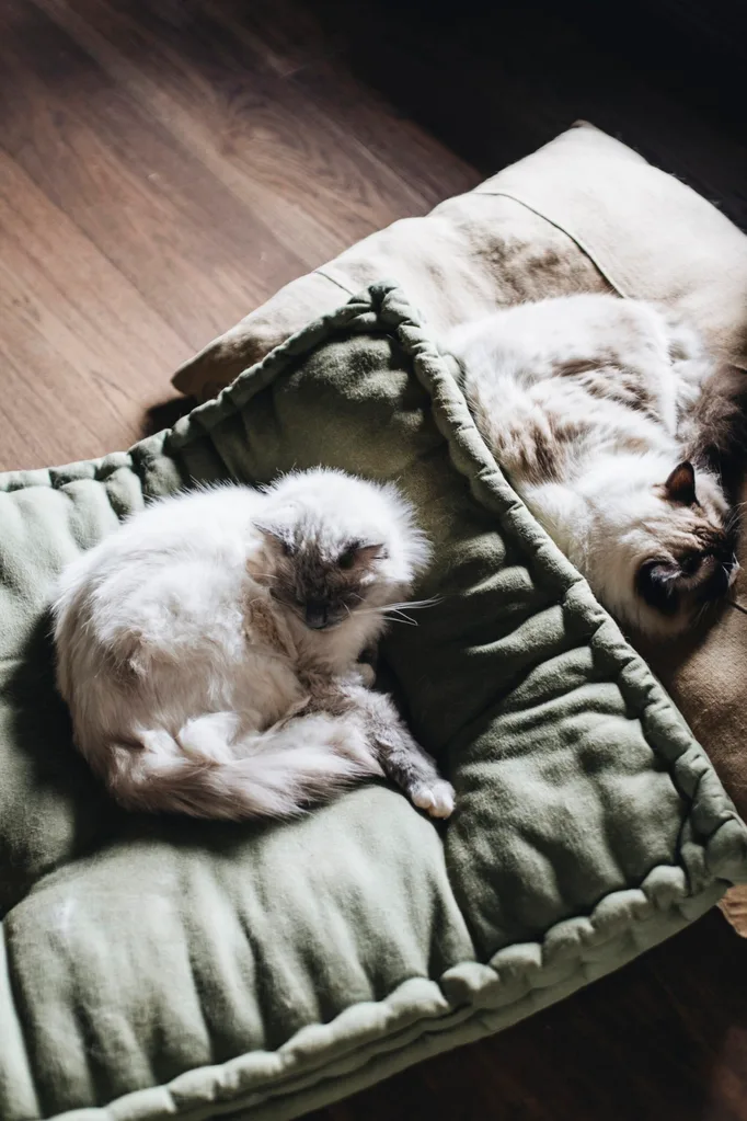 Two cats, Gin and Tonic, sleeping on cushions