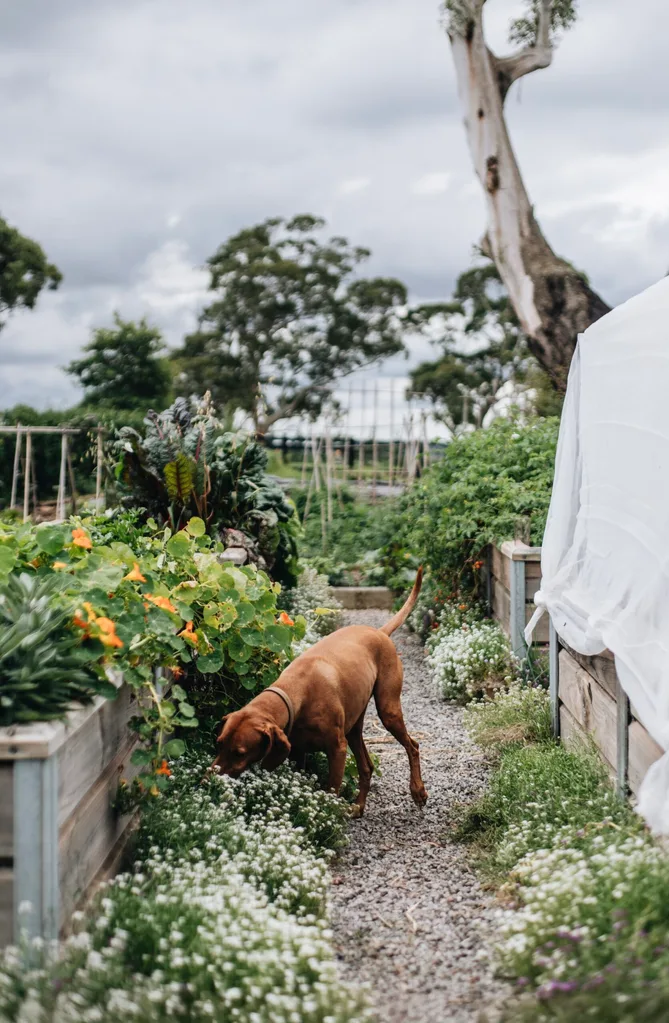 A dog sniffs a garden bed at a Southern Highlands estate