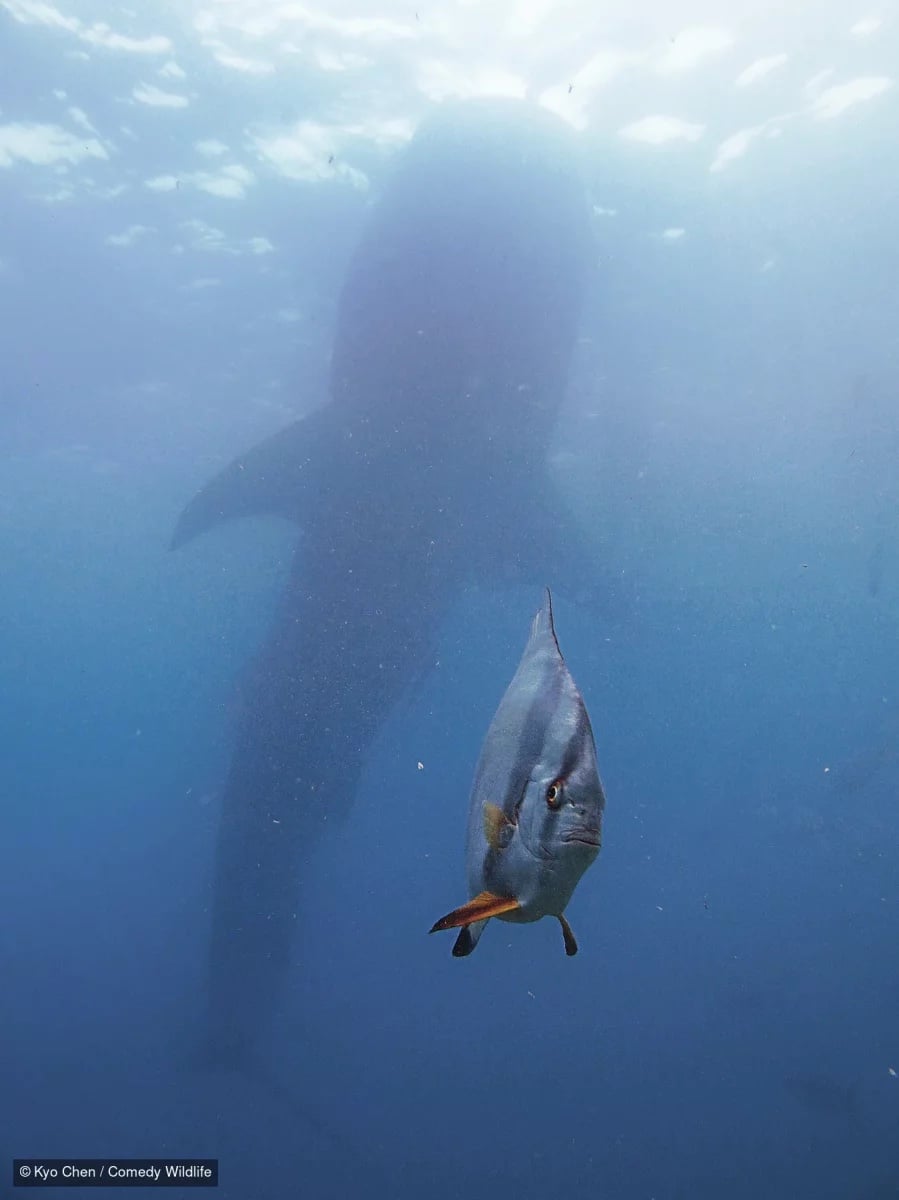 Spadefish