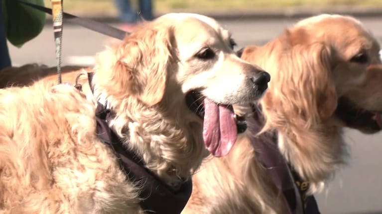 Taupō gets a golden makeover as retrievers gather for their convention.