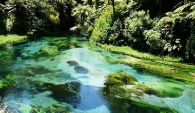 Calls for Te Waihou Blue Spring to close over safety concerns
