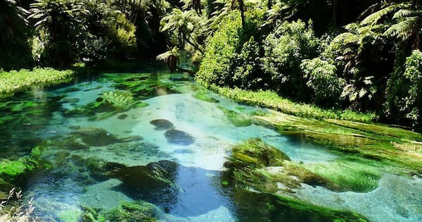 Calls for Te Waihou Blue Spring to close over safety concerns