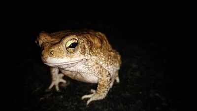 In 1935, Australia released 2,400 cane toads to control crop-eating beetles today, an estimated 200 million invasive toads threaten 75 wildlife species, making it one of the country’s most notorious ecological disasters