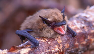 The genetic secret helping bats survive a deadly epidemic : Short Wave : NPR