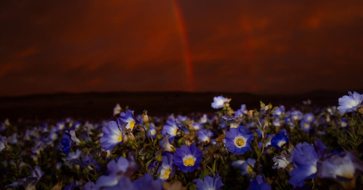 Earth’s driest desert is covered in wildflowers right now