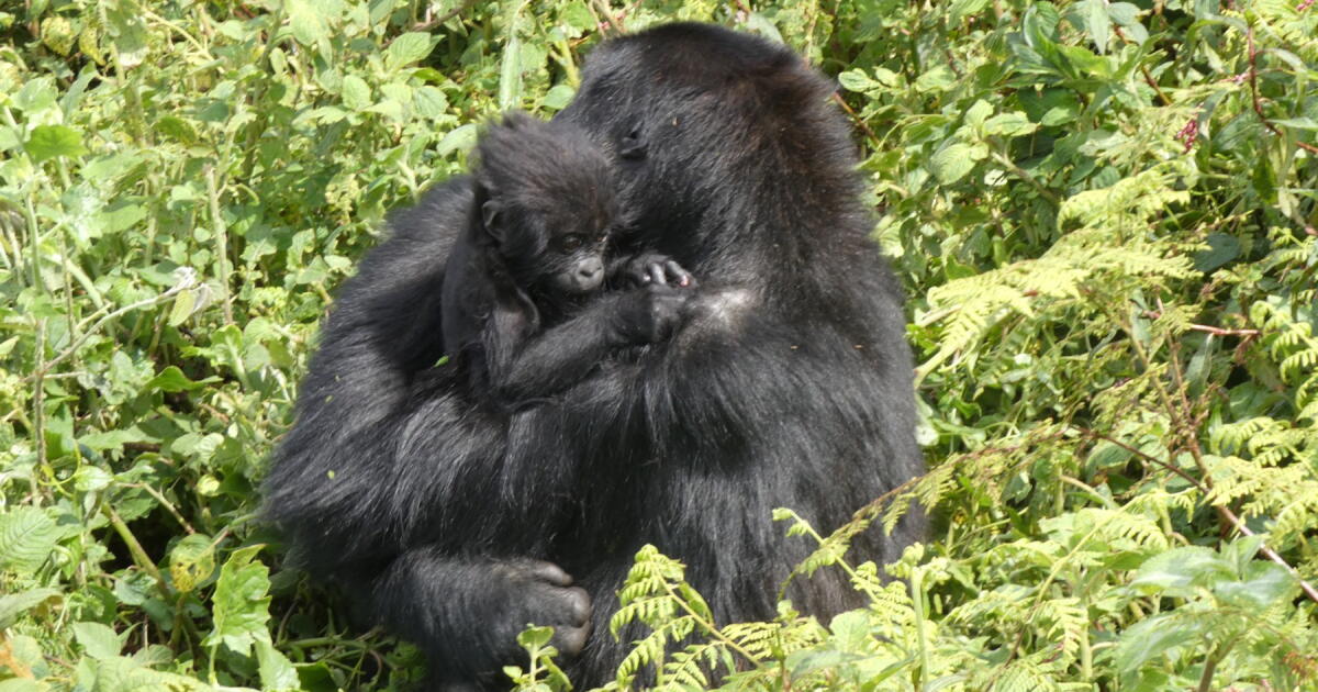 Reintroduced Grauer’s gorilla raising baby in African national park