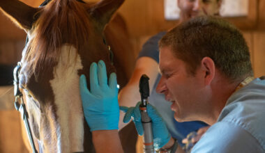 Manuka Honey Inhibits Bacterial Growth Associated With Ulcerative Keratitis in Horses