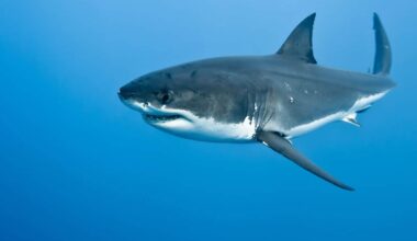 World’s Largest Male Great White Shark Discovered: What Scientists Found Left Them Speechless
