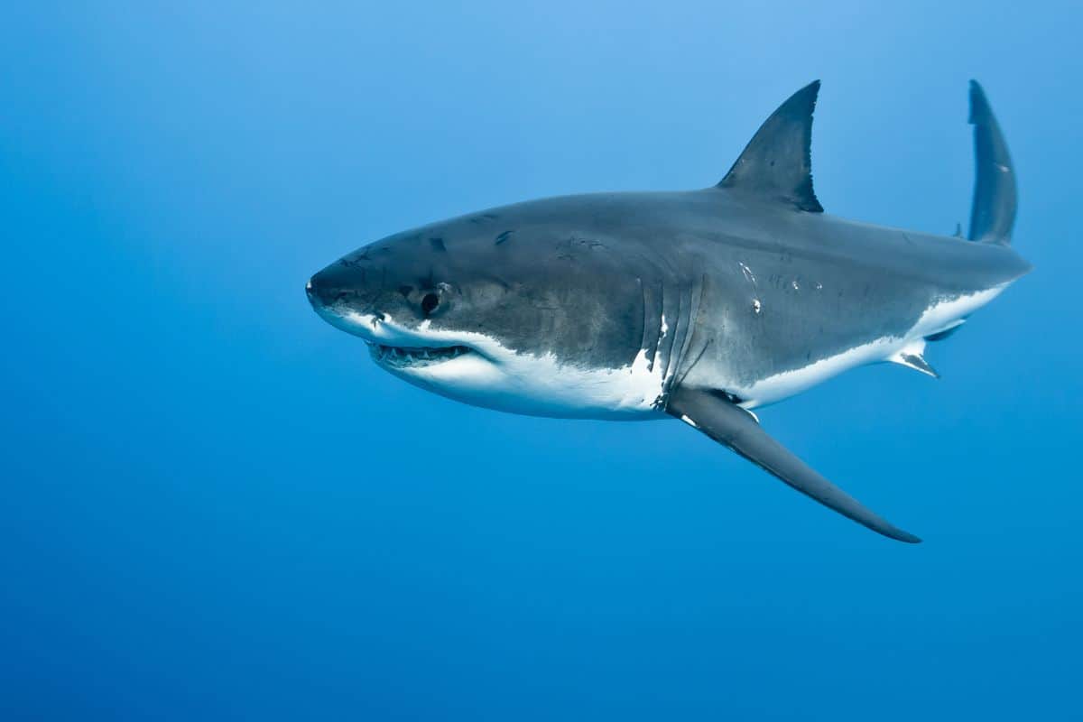 World’s Largest Male Great White Shark Discovered: What Scientists Found Left Them Speechless