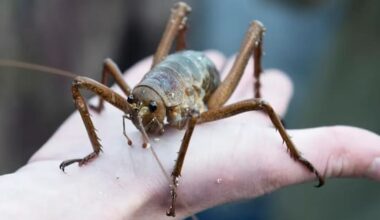 'Amazing conservation success': Zoologists celebrate wētā growth