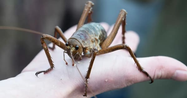 'Amazing conservation success': Zoologists celebrate wētā growth