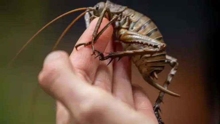 The wētāpunga conservation efforts will also help with those to save the critically-endangered Māhoenui giant weta.