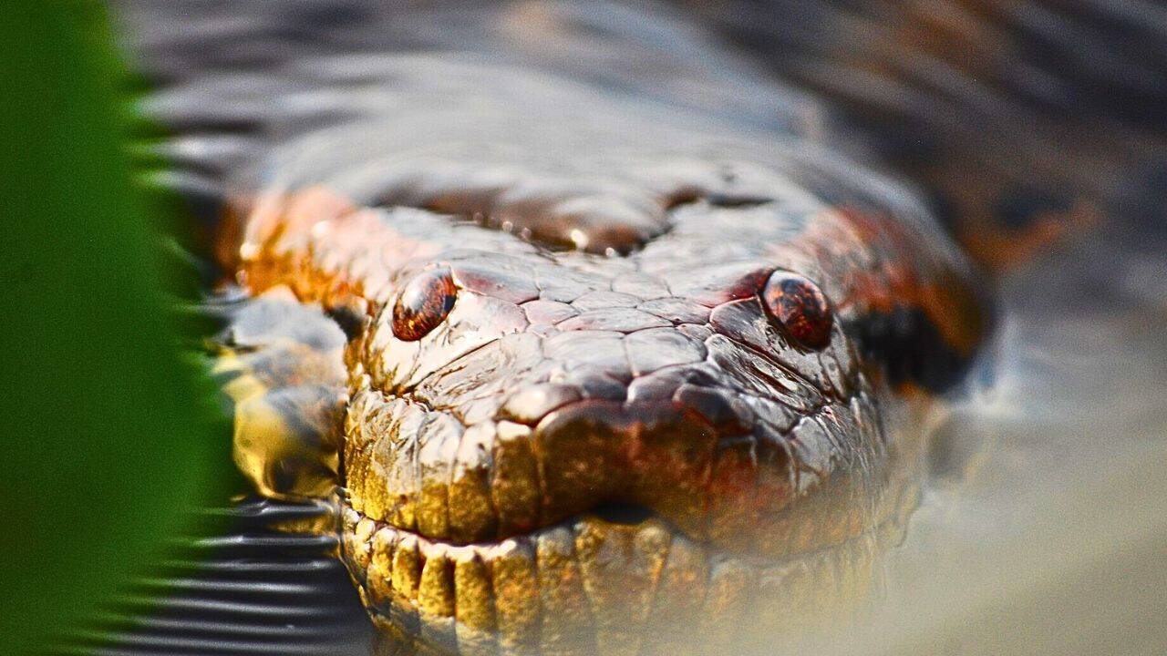 PC: Wikipedia What habitats did Green Anacondas use for shelter and basking<br>