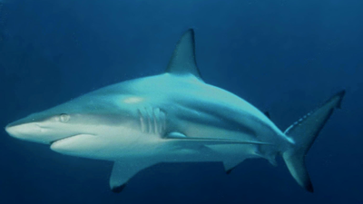 Wild blacktip sharks can hear sounds from nearly 250 feet away and pinpoint where they come from; Florida experiments reveal how the predators locate sound underwater