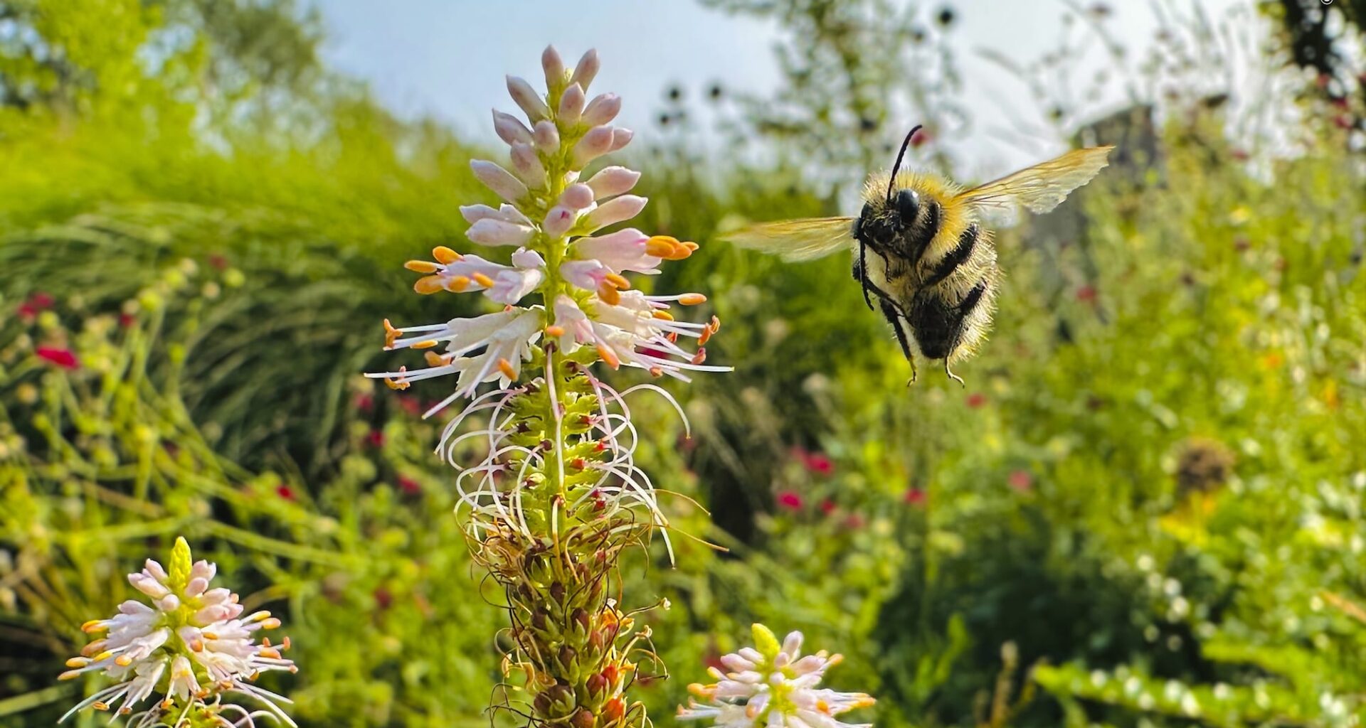 a close-up photograph of a bee coming in for a landing on a flower