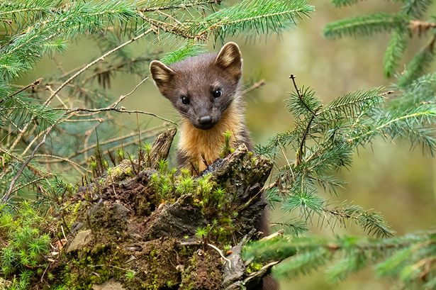 A Pine Marten kit