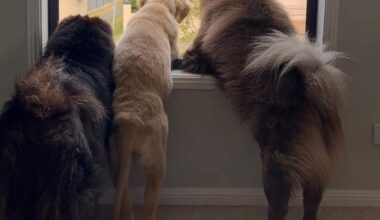 Rochelle Marinato's social media business account was taken down by Meta after she posted an innocent photo of three dogs