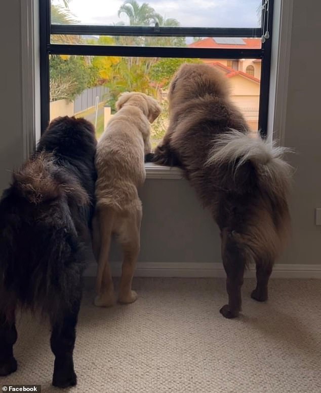 Rochelle Marinato's social media business account was taken down by Meta after she posted an innocent photo of three dogs
