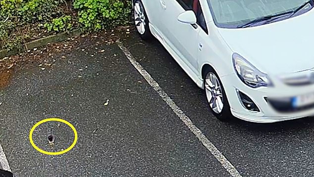 A woman was also caught on CCTV dropping a drinks bottle as she climbed into the passenger seat of a vehicle in Falmouth