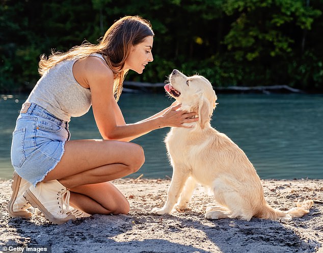 Researchers have found that dogs can smell the signs of Parkinson's disease (stock image)