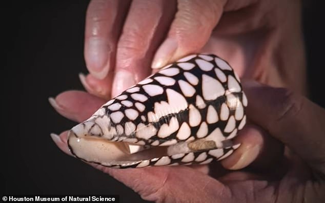 Pictured above is the shell of the cone snail that stung Petway in 1972. She kept it after her ordeal and it is displayed in the museum where she works