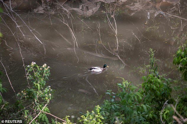 A duck is seen swimming in the Coldwater Creek in Florissant, Missouri