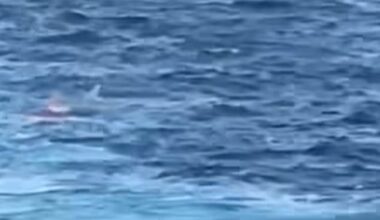 The unidentified South African male crew member, 35, stabbed his 28-year-old coworker, who was also South African, multiple times during a personal dispute, the cruise line and the Royal Bahamas Police Force said (pictured: the male crew member underwater, left)