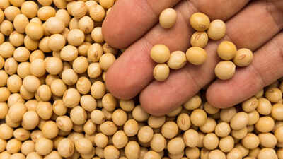 Can eating soybeans cause breast cancer? Leading oncologist spills some facts