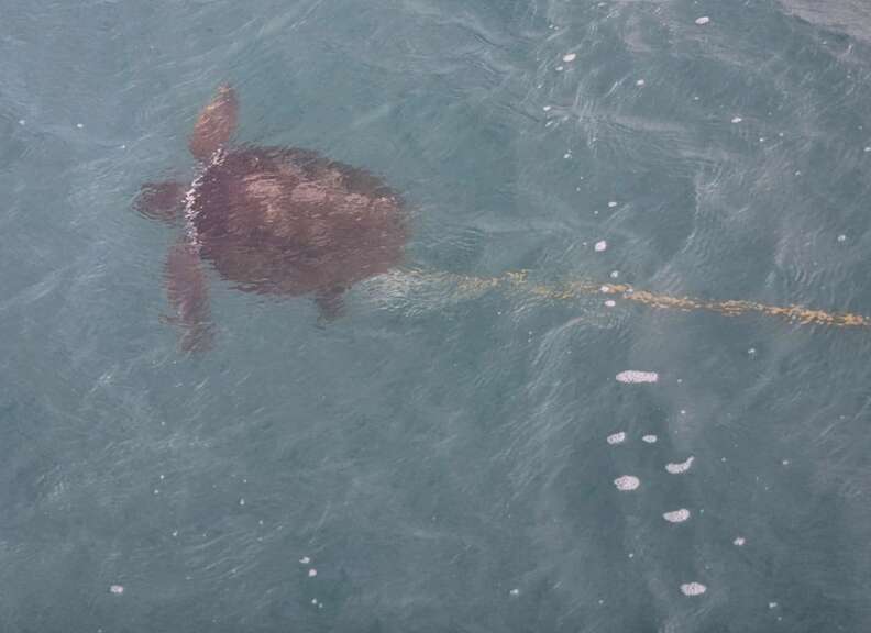 turtle in ocean 