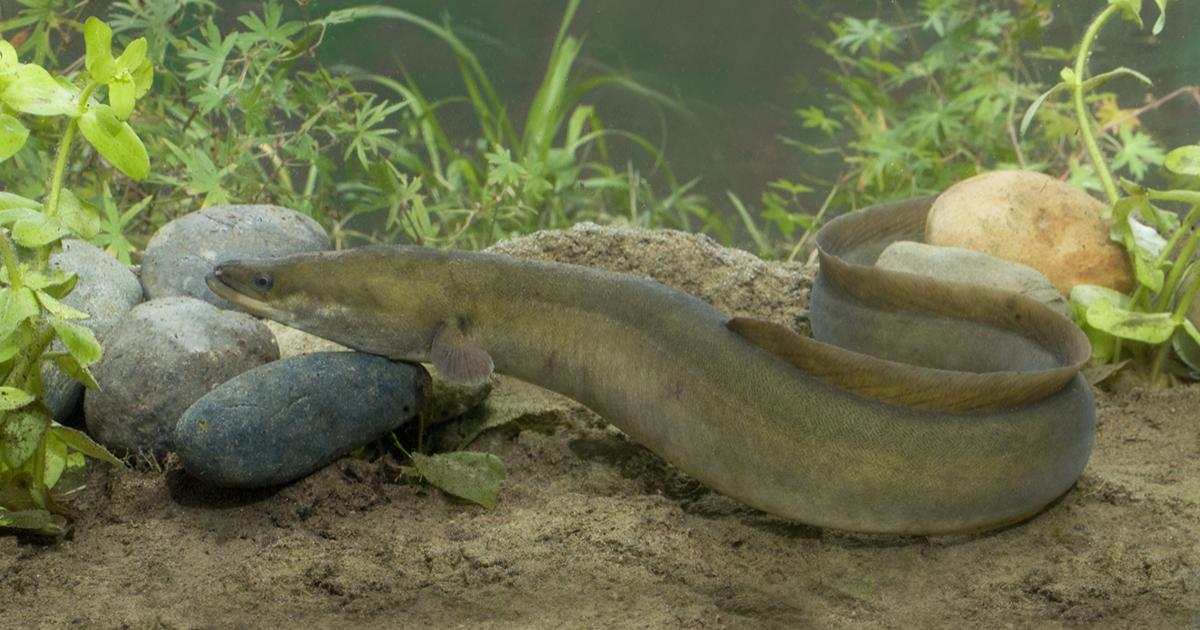 Efforts to protect European eel in South Downs rivers
