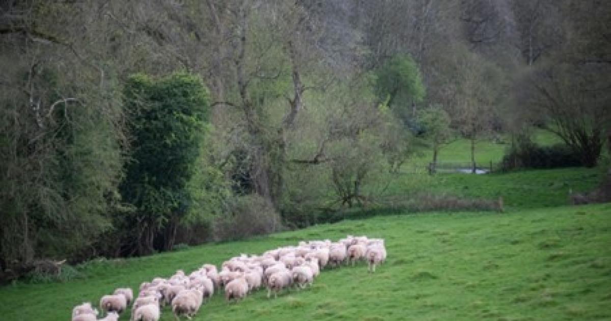 Reliable broadband is helping Cumbrian farm businesses grow