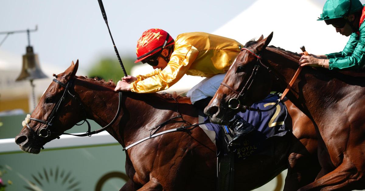 Cercene taking distance test in Nassau Stakes