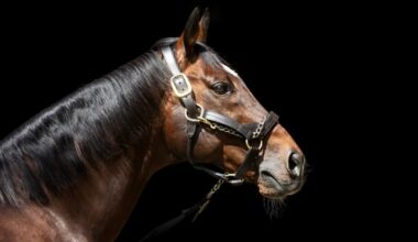 My audience with Frankel — king of racehorses