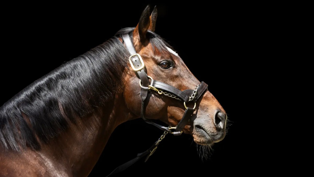 My audience with Frankel — king of racehorses